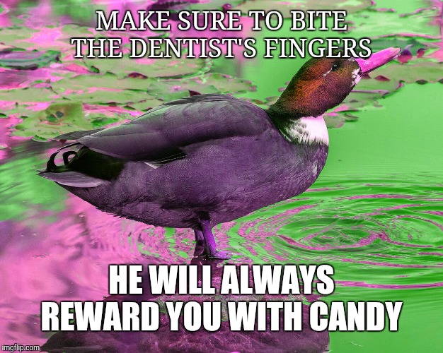 MAKE SURE TO BITE THE DENTIST'S FINGERS; HE WILL ALWAYS REWARD YOU WITH CANDY | image tagged in malicious advice mallard | made w/ Imgflip meme maker