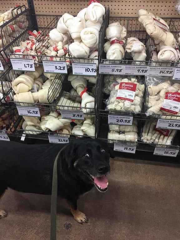 Dog looking at bones Blank Meme Template