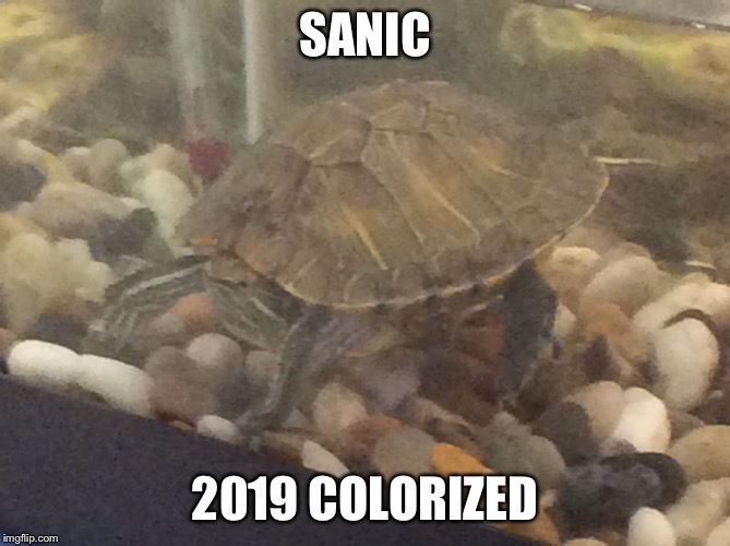 Very Nice..... | SANIC; 2019 COLORIZED | image tagged in dank memes,funny memes,turtle | made w/ Imgflip meme maker