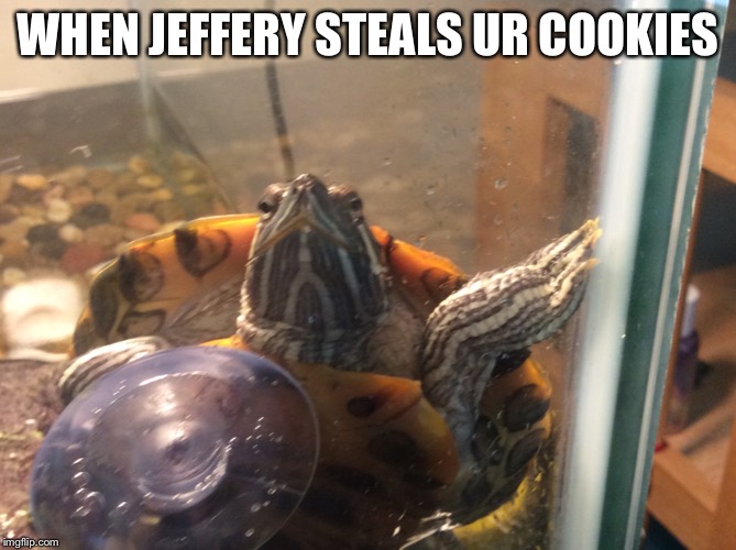 Noice | WHEN JEFFERY STEALS UR COOKIES | image tagged in cookies,dank memes,funny,turtle,cute,animals | made w/ Imgflip meme maker