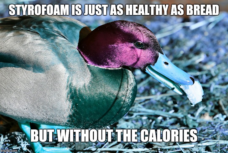 STYROFOAM IS JUST AS HEALTHY AS BREAD; BUT WITHOUT THE CALORIES | image tagged in malicious advice mallard | made w/ Imgflip meme maker