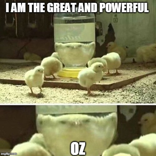 CHICK OF OZ | I AM THE GREAT AND POWERFUL; OZ | image tagged in chickens,chicks,oz | made w/ Imgflip meme maker