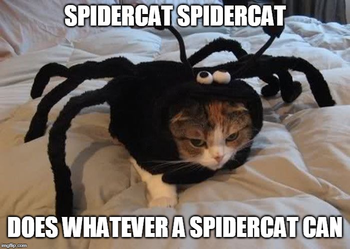 SPIDERCAT | SPIDERCAT SPIDERCAT; DOES WHATEVER A SPIDERCAT CAN | image tagged in spiderman,cats,halloween costume | made w/ Imgflip meme maker
