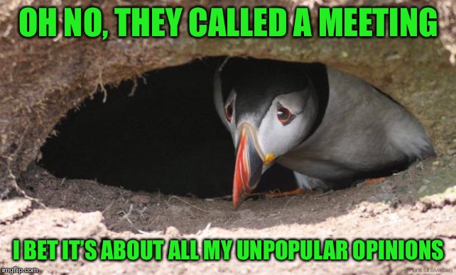 Sad Puffin | OH NO, THEY CALLED A MEETING I BET IT’S ABOUT ALL MY UNPOPULAR OPINIONS | image tagged in sad puffin | made w/ Imgflip meme maker