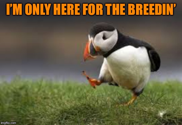Unpopular puffin | I’M ONLY HERE FOR THE BREEDIN’ | image tagged in unpopular puffin | made w/ Imgflip meme maker