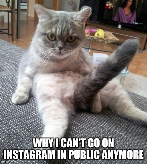 Sexy Cat Meme |  WHY I CAN'T GO ON INSTAGRAM IN PUBLIC ANYMORE | image tagged in memes,sexy cat | made w/ Imgflip meme maker