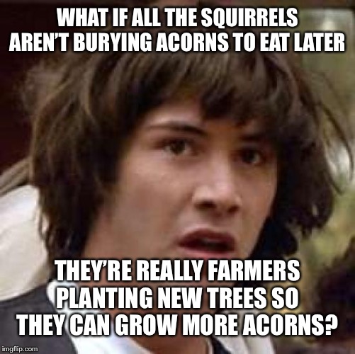 Conspiracy Keanu | WHAT IF ALL THE SQUIRRELS AREN’T BURYING ACORNS TO EAT LATER; THEY’RE REALLY FARMERS PLANTING NEW TREES SO THEY CAN GROW MORE ACORNS? | image tagged in memes,conspiracy keanu | made w/ Imgflip meme maker