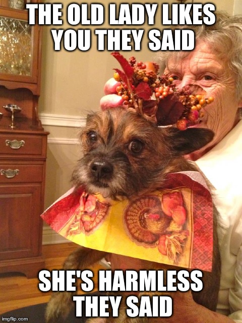 Thanksgiving Dog | image tagged in grandma,funny,memes,animals,fails | made w/ Imgflip meme maker