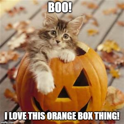 Halloween Cat | BOO! I LOVE THIS ORANGE BOX THING! | image tagged in halloween cat | made w/ Imgflip meme maker