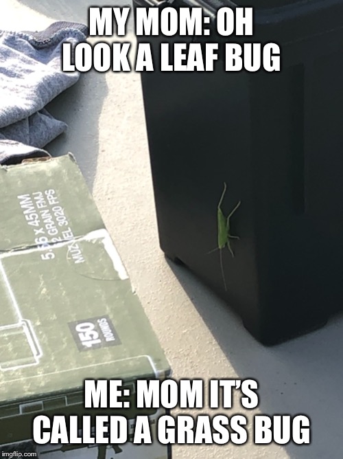 MY MOM: OH LOOK A LEAF BUG; ME: MOM IT’S CALLED A GRASS BUG | image tagged in stupidity | made w/ Imgflip meme maker