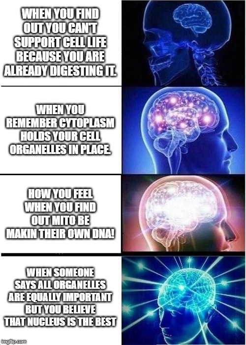 Cells and Organelle | WHEN YOU FIND OUT YOU CAN'T SUPPORT CELL LIFE BECAUSE YOU ARE ALREADY DIGESTING IT. WHEN YOU REMEMBER CYTOPLASM HOLDS YOUR CELL ORGANELLES IN PLACE. HOW YOU FEEL WHEN YOU FIND OUT MITO BE MAKIN THEIR OWN DNA! WHEN SOMEONE SAYS ALL ORGANELLES ARE EQUALLY IMPORTANT BUT YOU BELIEVE THAT NUCLEUS IS THE BEST | image tagged in memes,expanding brain | made w/ Imgflip meme maker