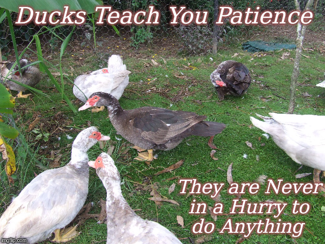 Ducks Teach you Patience | Ducks Teach You Patience; They are Never
in a Hurry to  
do Anything | image tagged in memes,ducks,funny memes,funny ducks | made w/ Imgflip meme maker