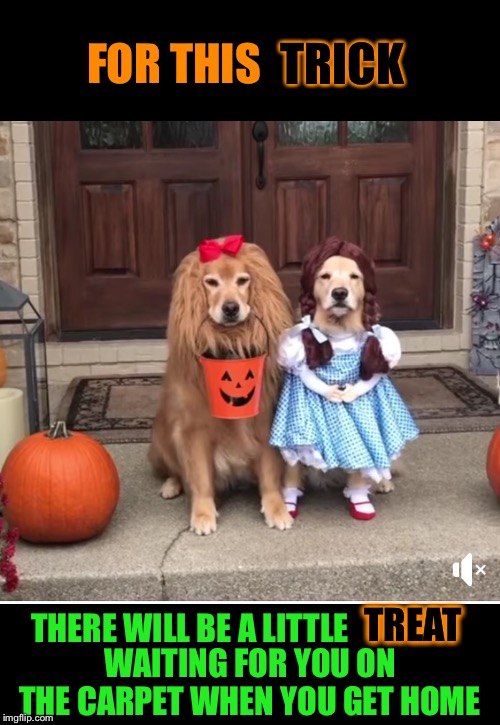 Howl cute | TRICK; FOR THIS; TREAT; THERE WILL BE A LITTLE; WAITING FOR YOU ON THE CARPET WHEN YOU GET HOME | image tagged in halloween,dog,costumes,trick or treat,dog poop,funny memes | made w/ Imgflip meme maker
