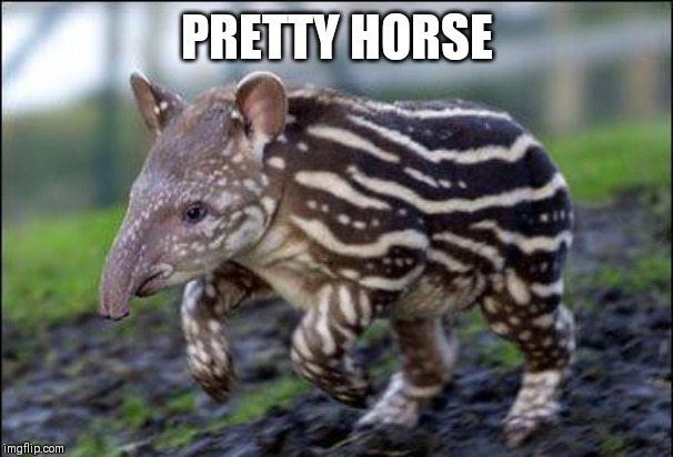 PRETTY HORSE | made w/ Imgflip meme maker