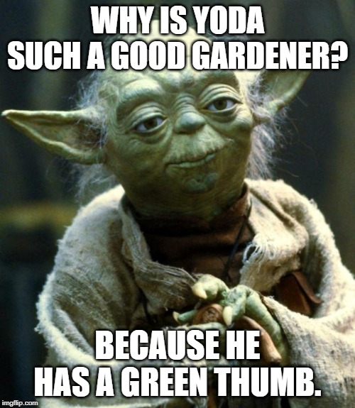 Star Wars Yoda Meme | WHY IS YODA SUCH A GOOD GARDENER? BECAUSE HE HAS A GREEN THUMB. | image tagged in memes,star wars yoda | made w/ Imgflip meme maker