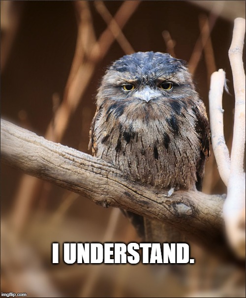 Unimpressed owl | I UNDERSTAND. | image tagged in unimpressed owl | made w/ Imgflip meme maker