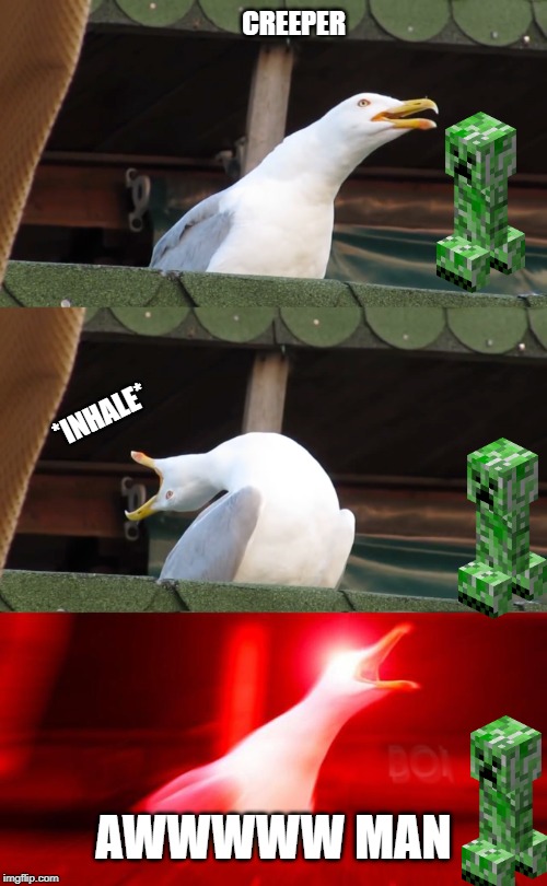Inhaling seagull | CREEPER; *INHALE*; AWWWWW MAN | image tagged in inhaling seagull | made w/ Imgflip meme maker