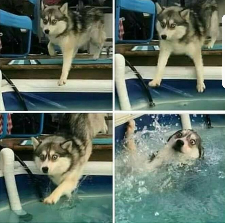 High Quality The four stages of a husky mistake Blank Meme Template