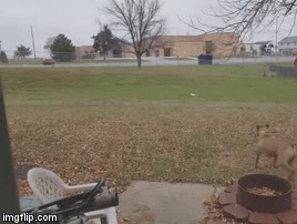 I Sees a Varmit | WHERE'D IT GO??? | image tagged in gifs,cat | made w/ Imgflip video-to-gif maker