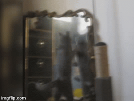 I'm Gonna Get that SOB | image tagged in gifs,funny cat | made w/ Imgflip video-to-gif maker