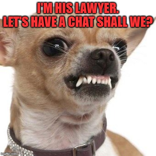 Angry chihuahua  | I'M HIS LAWYER. LET'S HAVE A CHAT SHALL WE? | image tagged in angry chihuahua | made w/ Imgflip meme maker
