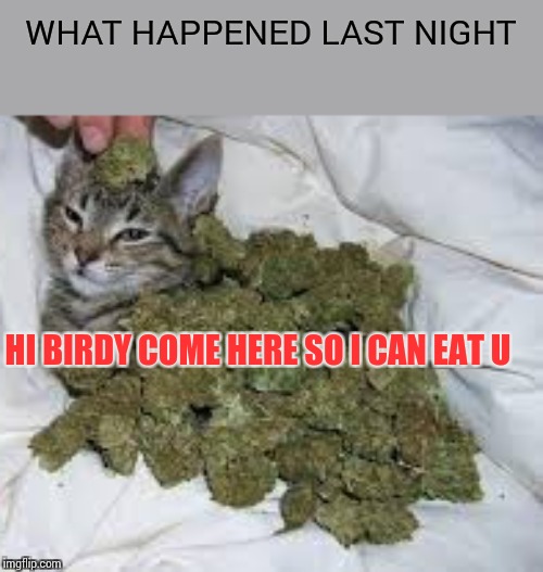 Catnip the cat | WHAT HAPPENED LAST NIGHT HI BIRDY COME HERE SO I CAN EAT U | image tagged in catnip the cat | made w/ Imgflip meme maker