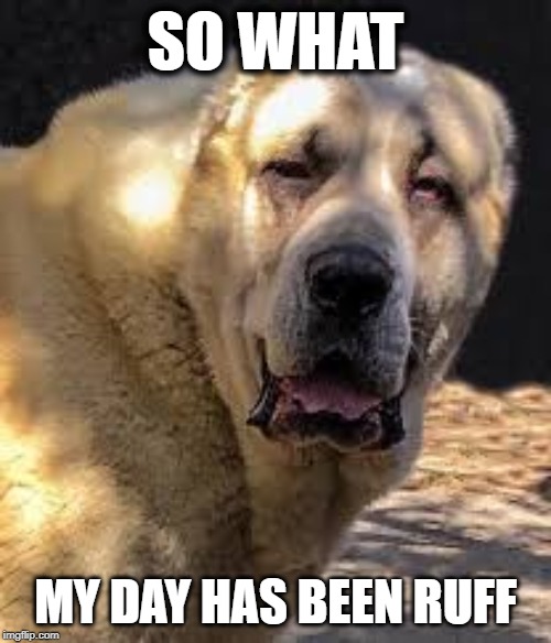 SO WHAT; MY DAY HAS BEEN RUFF | image tagged in doggo | made w/ Imgflip meme maker