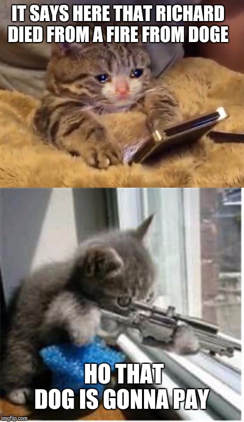 IT SAYS HERE THAT RICHARD DIED FROM A FIRE FROM DOGE HO THAT DOG IS GONNA PAY | image tagged in cats with guns,sad cat on phone | made w/ Imgflip meme maker