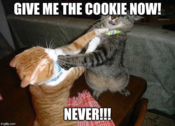 Two cats fighting for real | GIVE ME THE COOKIE NOW! NEVER!!! | image tagged in two cats fighting for real | made w/ Imgflip meme maker