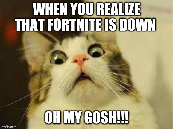shocked cat | WHEN YOU REALIZE THAT FORTNITE IS DOWN; OH MY GOSH!!! | image tagged in shocked cat | made w/ Imgflip meme maker