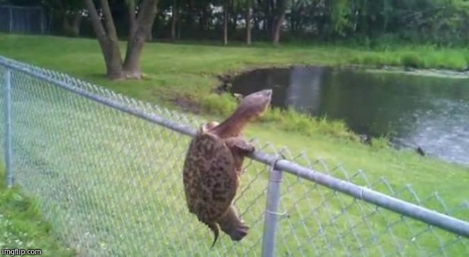 turtle fence escape | image tagged in turtle fence escape | made w/ Imgflip meme maker