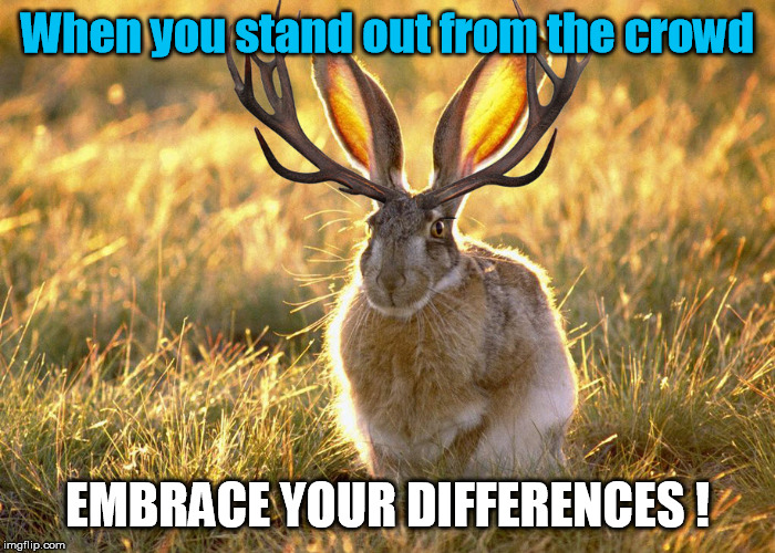 Embrace Your Differences! | When you stand out from the crowd; EMBRACE YOUR DIFFERENCES ! | image tagged in jacklalope,inspirational memes,difference,funny memes,nature | made w/ Imgflip meme maker