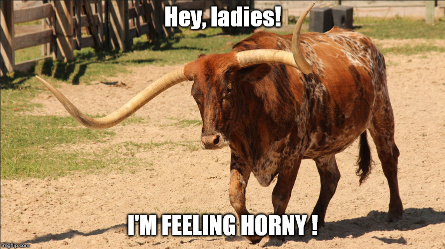 I'm Feeling Horny! | Hey, ladies! I'M FEELING HORNY ! | image tagged in horny bull,funny memes,horny,bull | made w/ Imgflip meme maker