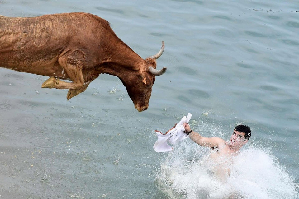 High Quality Water Bull Fight Blank Meme Template