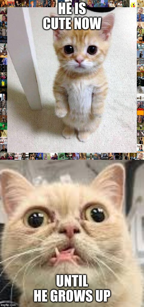 HE IS CUTE NOW; UNTIL HE GROWS UP | image tagged in memes,cute cat,under 9 000 | made w/ Imgflip meme maker