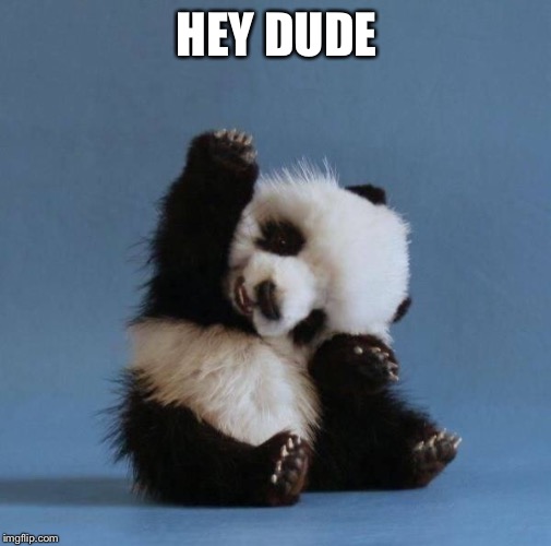 Panda | HEY DUDE | image tagged in panda | made w/ Imgflip meme maker