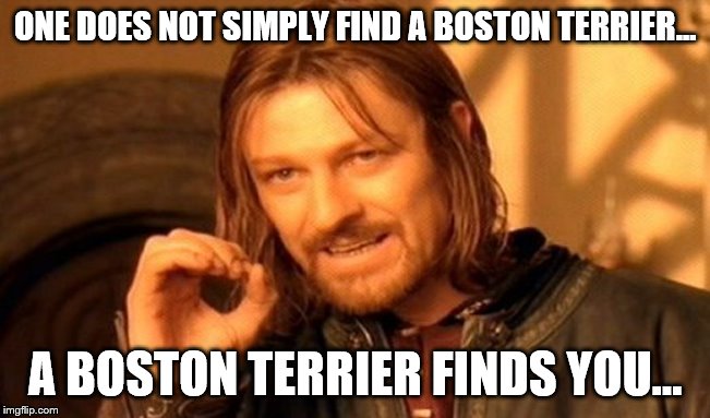 One Does Not Simply Meme | ONE DOES NOT SIMPLY FIND A BOSTON TERRIER... A BOSTON TERRIER FINDS YOU... | image tagged in memes,one does not simply | made w/ Imgflip meme maker