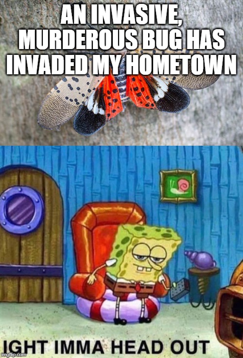 spotted lanternfly | AN INVASIVE, MURDEROUS BUG HAS INVADED MY HOMETOWN | image tagged in spongebob ight imma head out | made w/ Imgflip meme maker
