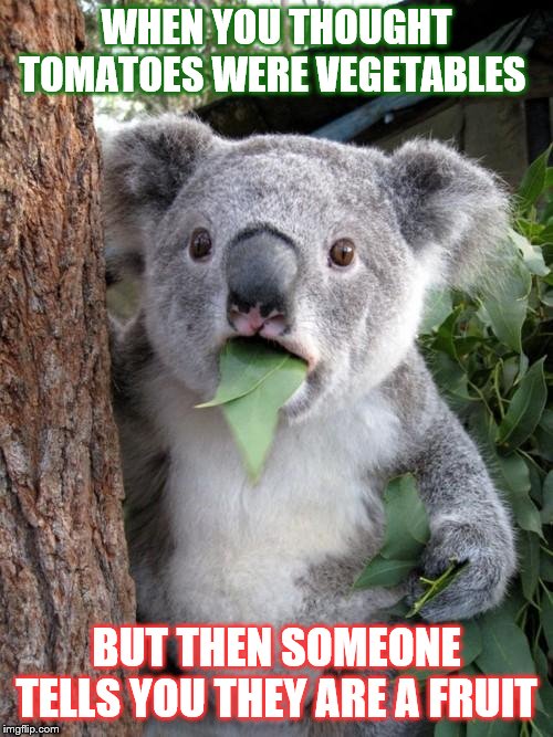 that moment you realize tomatoes are fruit | WHEN YOU THOUGHT TOMATOES WERE VEGETABLES; BUT THEN SOMEONE TELLS YOU THEY ARE A FRUIT | image tagged in memes,surprised koala | made w/ Imgflip meme maker