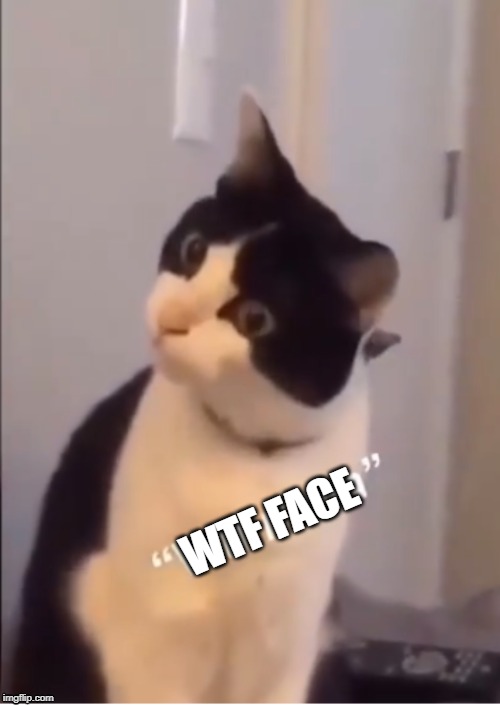 wtf face | WTF FACE | image tagged in wtf,face,cats | made w/ Imgflip meme maker