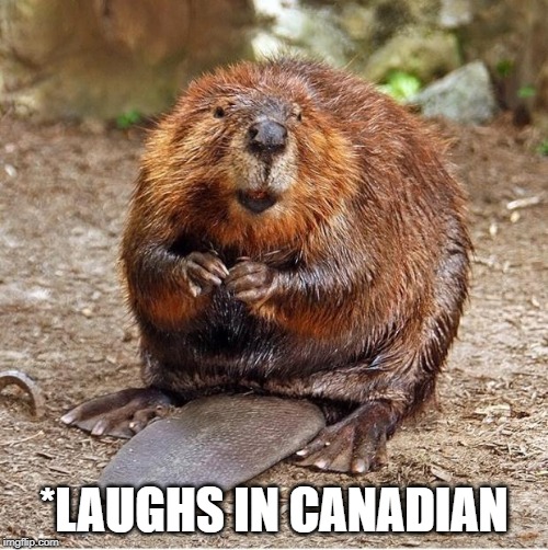 Beaver | *LAUGHS IN CANADIAN | image tagged in beaver | made w/ Imgflip meme maker