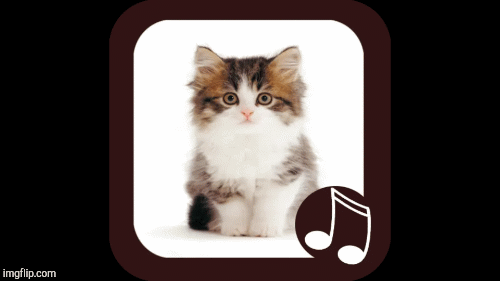 Musical kitten! | image tagged in gifs,cats | made w/ Imgflip images-to-gif maker