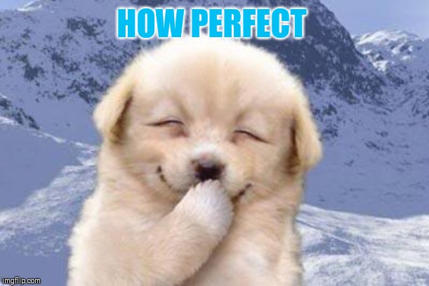 Laughing dog | HOW PERFECT | image tagged in laughing dog | made w/ Imgflip meme maker