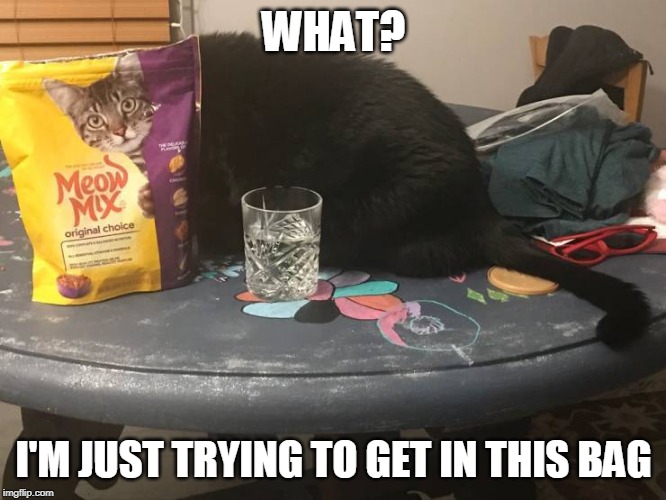 BLACK MAGIC | WHAT? I'M JUST TRYING TO GET IN THIS BAG | image tagged in cats | made w/ Imgflip meme maker