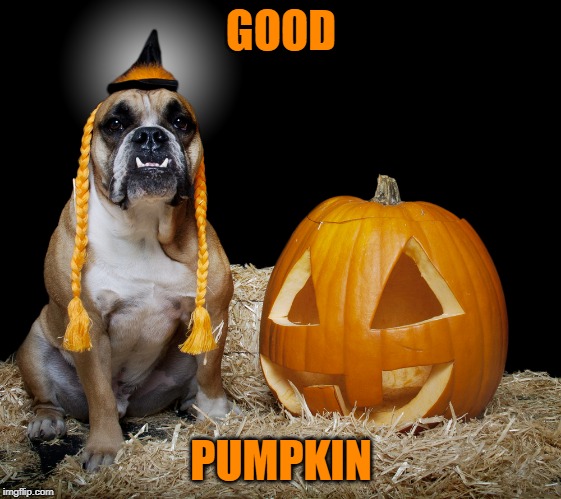 DOGE PUMPKIN | GOOD; PUMPKIN | image tagged in doge,dogs,pumpkin,halloween | made w/ Imgflip meme maker