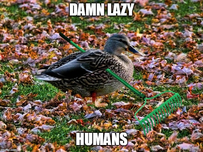 SHE'S A LEAF RAKER | DAMN LAZY; HUMANS | image tagged in ducks,duck,fall | made w/ Imgflip meme maker