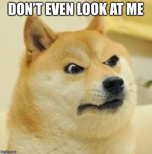 angry doge | DON’T EVEN LOOK AT ME | image tagged in angry doge | made w/ Imgflip meme maker