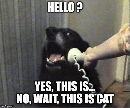 Yes this is dog | HELLO ? YES, THIS IS... NO, WAIT, THIS IS CAT | image tagged in yes this is dog | made w/ Imgflip meme maker