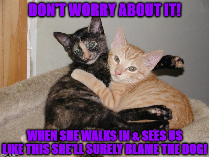 BLAME THE DOG | DON'T WORRY ABOUT IT! WHEN SHE WALKS IN & SEES US LIKE THIS SHE'LL SURELY BLAME THE DOG! | image tagged in blame the dog | made w/ Imgflip meme maker