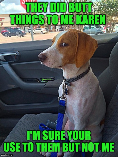 Suspicious Dog | THEY DID BUTT THINGS TO ME KAREN; I'M SURE YOUR USE TO THEM BUT NOT ME | image tagged in suspicious dog | made w/ Imgflip meme maker